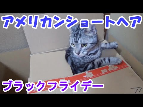 アマゾンブラックフライデーでお買い物（アメリカンショートヘア）