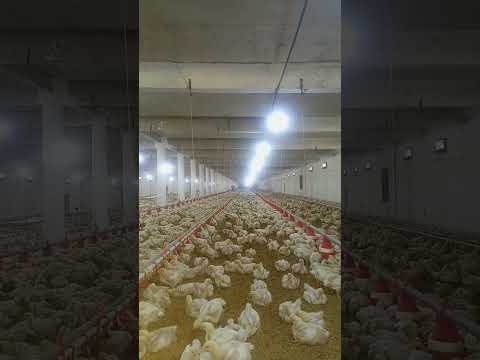 poultry farm #broilerchicks #broiler_poultry_farm #henfarminginpakistan