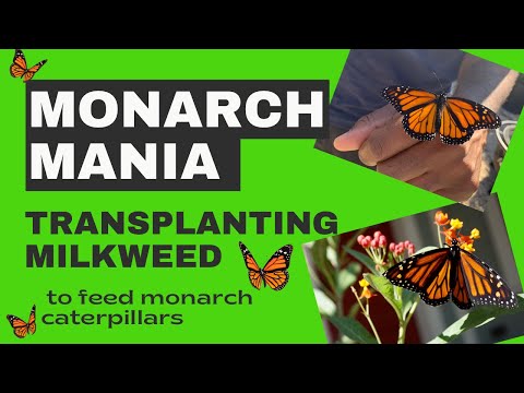 Transplanting tropical milkweed : Growing free plants for the monarch butterflies