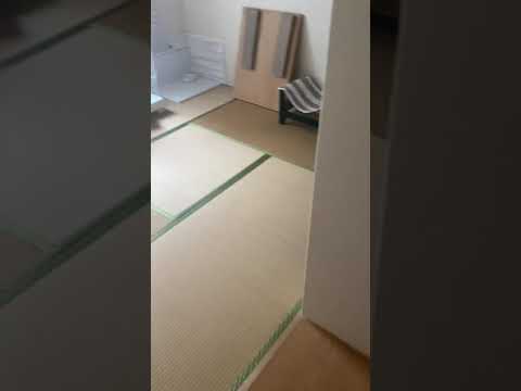 【ねこ動画】我が家の5にゃんず専用の部屋を作ってみた。