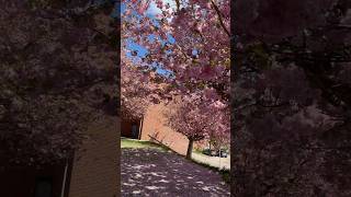 Welcome spring 🌸🌸#shortsfeed #vlog #viral #denmark #shortvideo #shorts #short