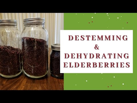 The best ways to destem and dehydrate elderberries