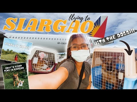 CHRISTMAS TRAVEL To SIARGAO (WITH OUR 2 DOGS!!)