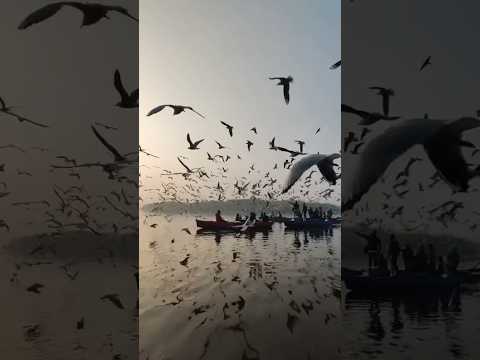 Birds | Beautiful Animal Scenes (#BAS) #nature #relaxingmusic #birds #birdwatching