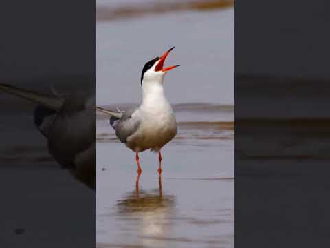 Why settle for one summer when you can have two? Arctic Terns Epic Journey #birds #summer #animals