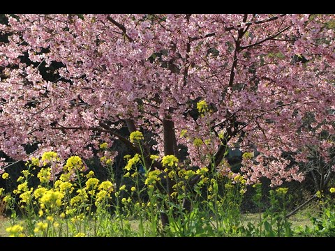 2020年 春の香り/ Smile