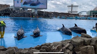 名古屋港水族館『イルカショー』③