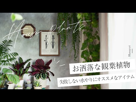 お洒落な観葉植物/水やりのオススメアイテム/I‘m going to introduce some stylish plants that I recommend.