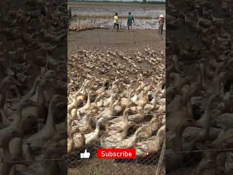 Duck | How people count ducks before buying and selling.Animals Plants #animalsplants #shorts