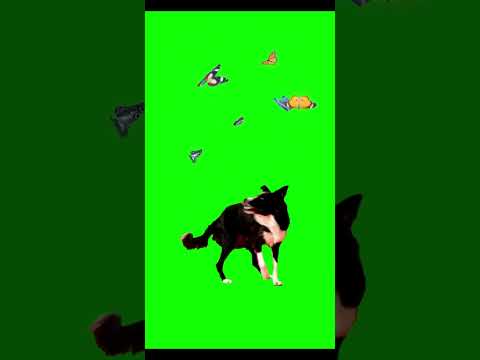 Dog & Butterfly: The Green Screen Shorts | butterfly green Screen