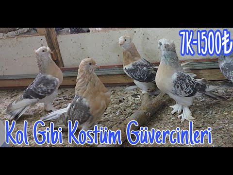 Kol Gibi Kostüm Kuşları.