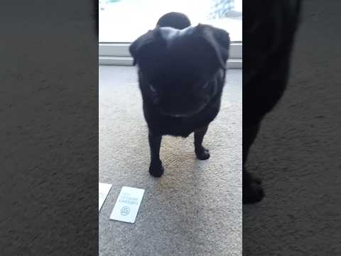 playing the card game kids against maturity with adorable pug. #familyfun  #funwithpets #subscribe