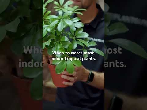 Water indoor tropical plants 🪴 #plants #reels @SwedishPlantguys