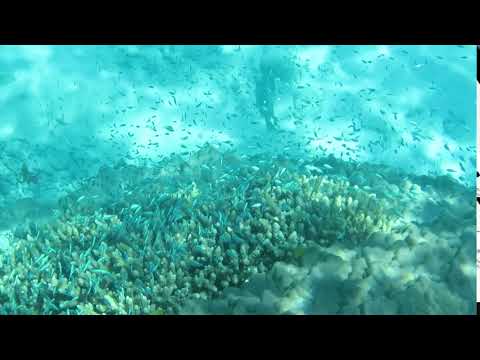 慶良間諸島の座間味島近くのガヒ島でシュノーケリング