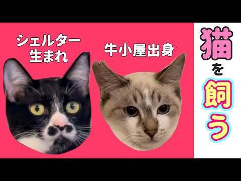 沖縄の牛小屋出身 シャム猫柄元ノラ猫と、シェルター生まれのかわいこちゃんを飼った初日。