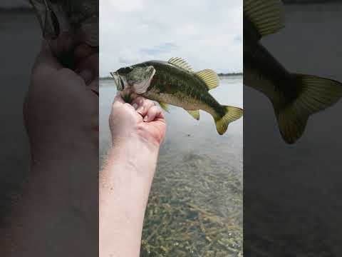 Not A Dink! #fishing #bass #bassfishing #kayakfishing #florida #fish