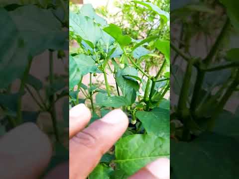 Capsicum / Learn Gardening #Shorts