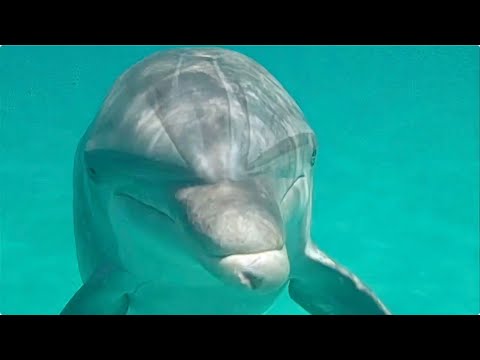 The secret spot in Florida where dolphins swim to you