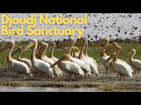 Exploring the Wonders of Djoudj National Bird Sanctuary, Senegal