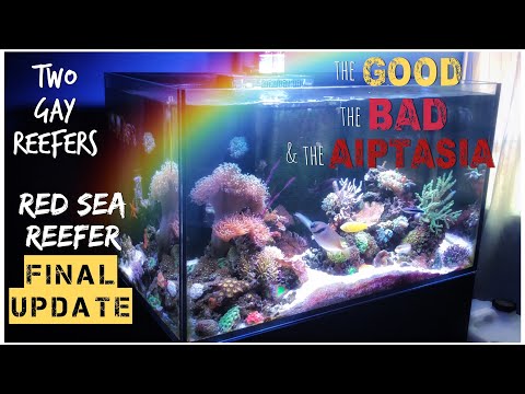 Red Sea Reefer 250 - Final Tank Update - The Good, The Bad and The Aiptasia