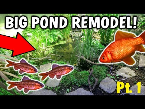 Outdoor/Indoor BOTANICAL GARDEN POND Remodel Pt.1