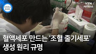 혈액세포 만드는 '조혈 줄기세포' 생성 원리 규명 / YTN 사이언스