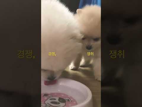 구름이와 별이의 물 쟁탈전#포메리안#강아지#반려견#북튜버