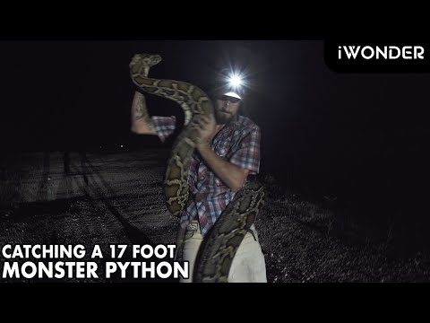 Catching A Monster Python In The Florida Everglades With The Python Cowboy