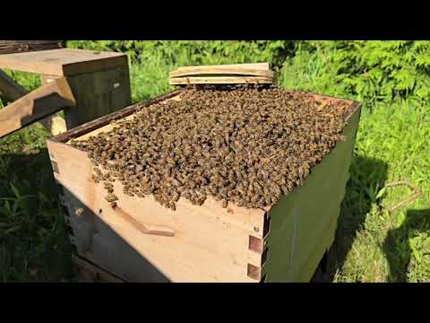 Honey Bee Expert Shares Top Swarm Relocation Secrets!