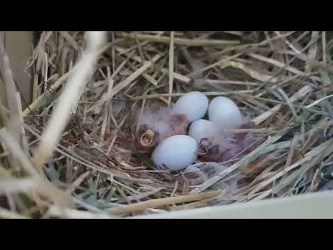 Unexpectedly many eggs in the nests and the first chicks in the new bird room!