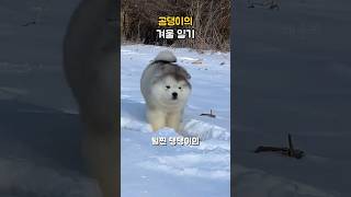 털찐 곰 댕댕이의 겨울 일기 (동물들)