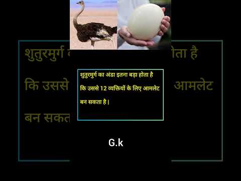 शुतुरमुर्ग का अंडा कैसा होता है #shuturmurg #generalknowledge #gk