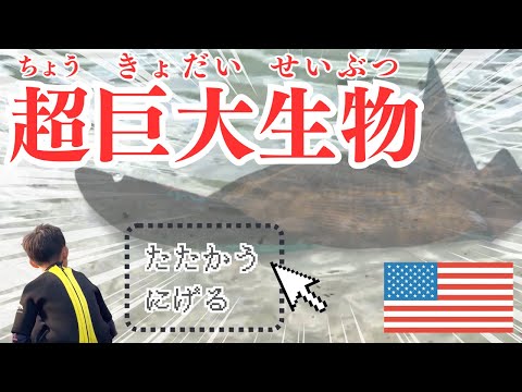 【フロリダ】超危険！？あの巨大生物に餌やり体験してみた結果…＜とっくんトラベラーズ＞