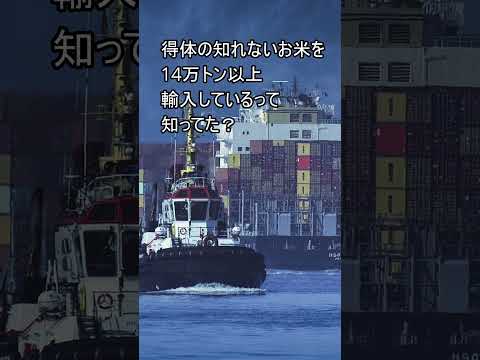 「ブランド米輸出」「くず米大量輸入」つまり、貧富の格差が広がっているって事　#米騒動 #米 #令和の米騒動 #お米チャンネル #お金 #米不足 #米がない