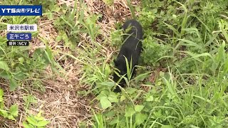 米沢市中心部でクマの目撃情報相次ぐ 警戒呼びかけ