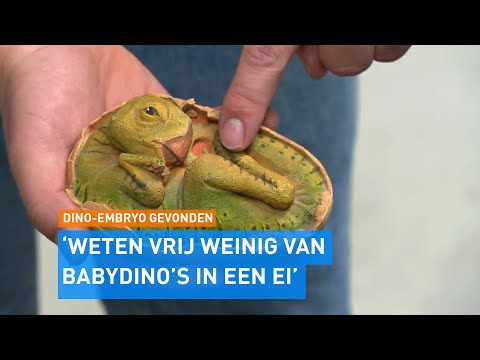 Wereldnieuws! Mogelijk DINOSAURUS EMBRYO gevonden in 70 MILJOEN jaar oud EI | Hart van Nederland