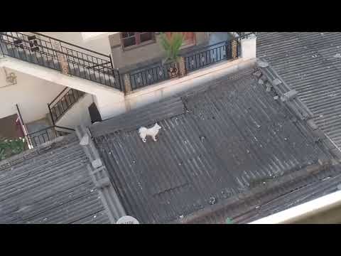 OMG|AMAZING DOG|BANGALORE