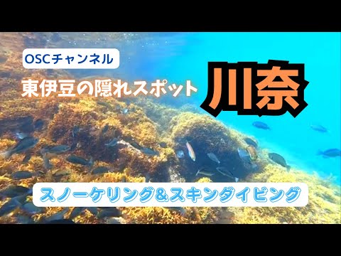 初心者でも楽しめるお魚天国！東伊豆の隠れスポット・川奈でスノーケリング（シュノーケリング）＆スキンダイビング！