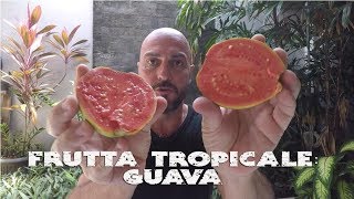 Frutta Tropicale: GUAVA