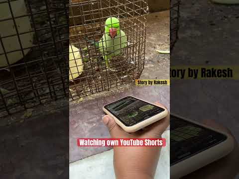 Mithu watching his own YouTube Short Video #parrot #storybyrakesh