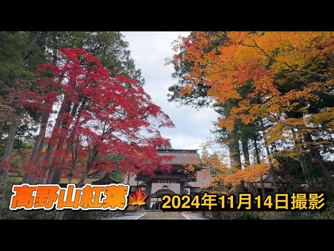 【高野山紅葉状況】（後編）2024年の紅葉🍁は大幅に遅れているので、まだ間に合いますよ👍　　#和歌山 #高野山 #紅葉#なら#