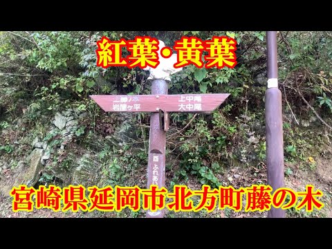 紅葉・黄葉　宮崎県延岡市北方町藤の木　撮影日12月4日