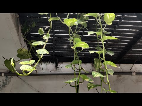 #youtube #short  Money plant.. I call it long legs 😀😀.. Golden Pothos reaching the ground