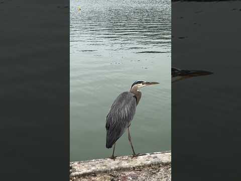 Majestic Heron, seagulls, ducks & pigeons around Spreckels Lake in Golden Gate Park, San Francisco!