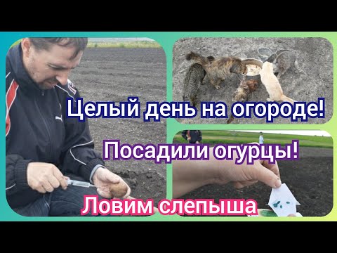 Воскресенье! Целый день на огороде! Посадили огурцы и всю мелочевку!