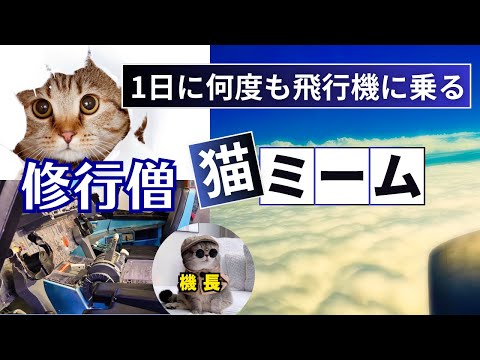 みんながイメージするマイル修行僧の１日 #猫の日 #猫マニ【#猫ミーム】#JGC #SFC #BAGOLD