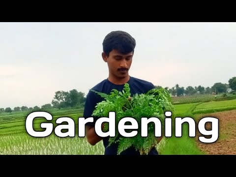 Importance of gardening / Farming / why should we grow our own vegetables / Bmmultitasks