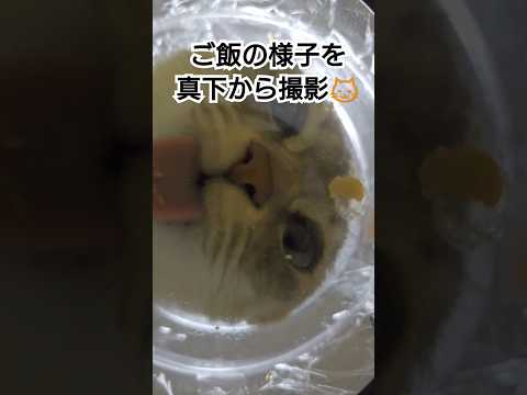 ご飯の様子を真下から撮影😺〜イタチ編〜#shorts