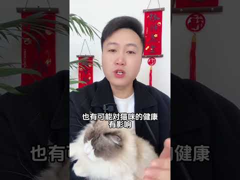 为什么养母猫的人，大部分会后悔。养猫经验分享 科学养宠攻略 养猫人 猫咪发情 新手养猫