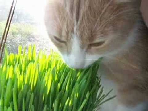 Cat eating grass